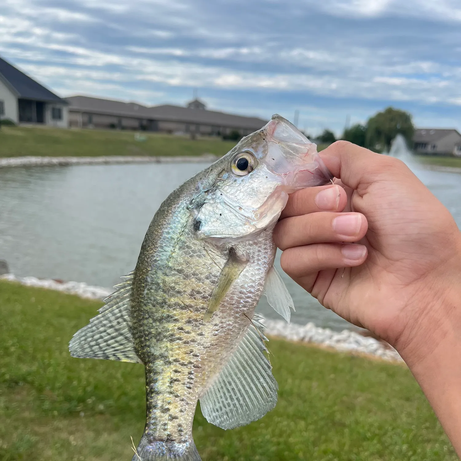 White crappie caught on Fishbrain