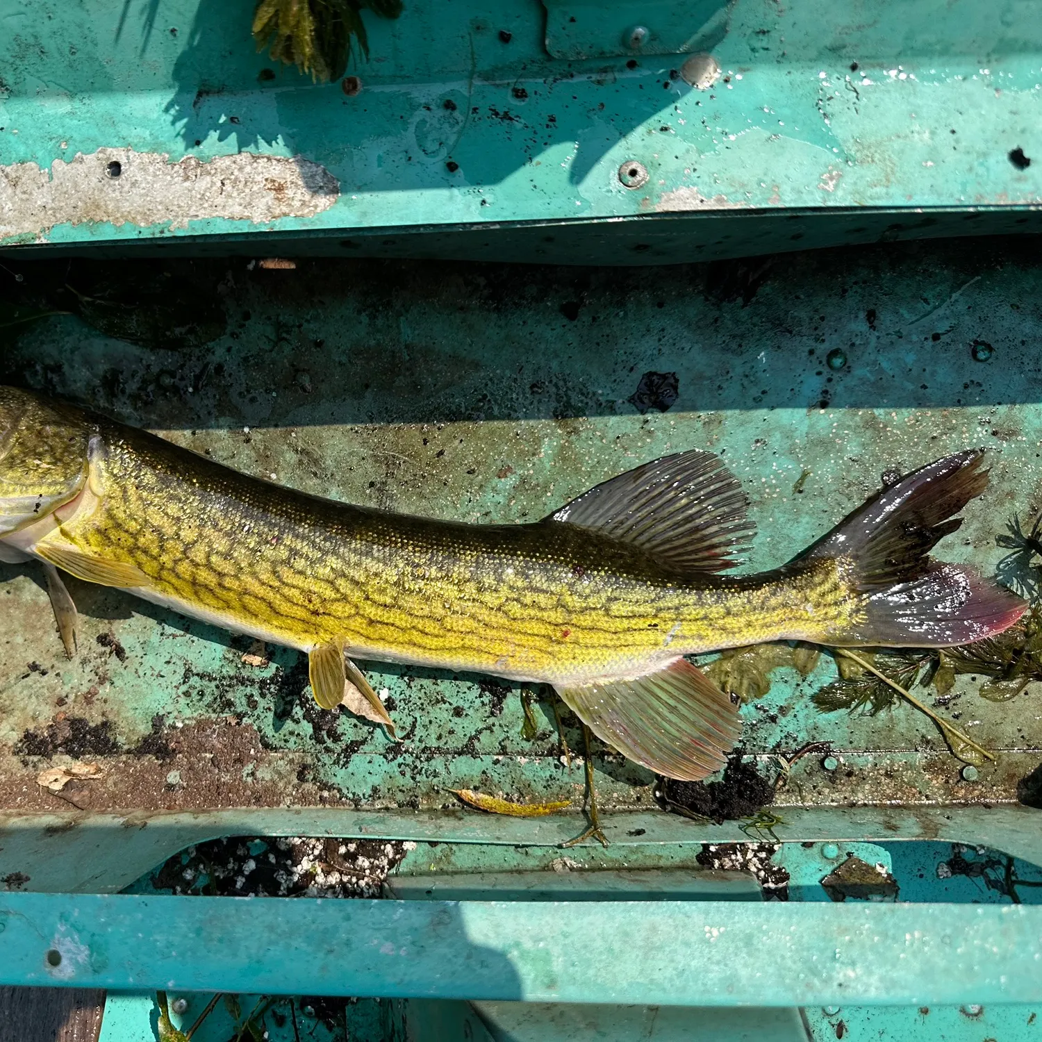 Fish caught on Fishbrain
