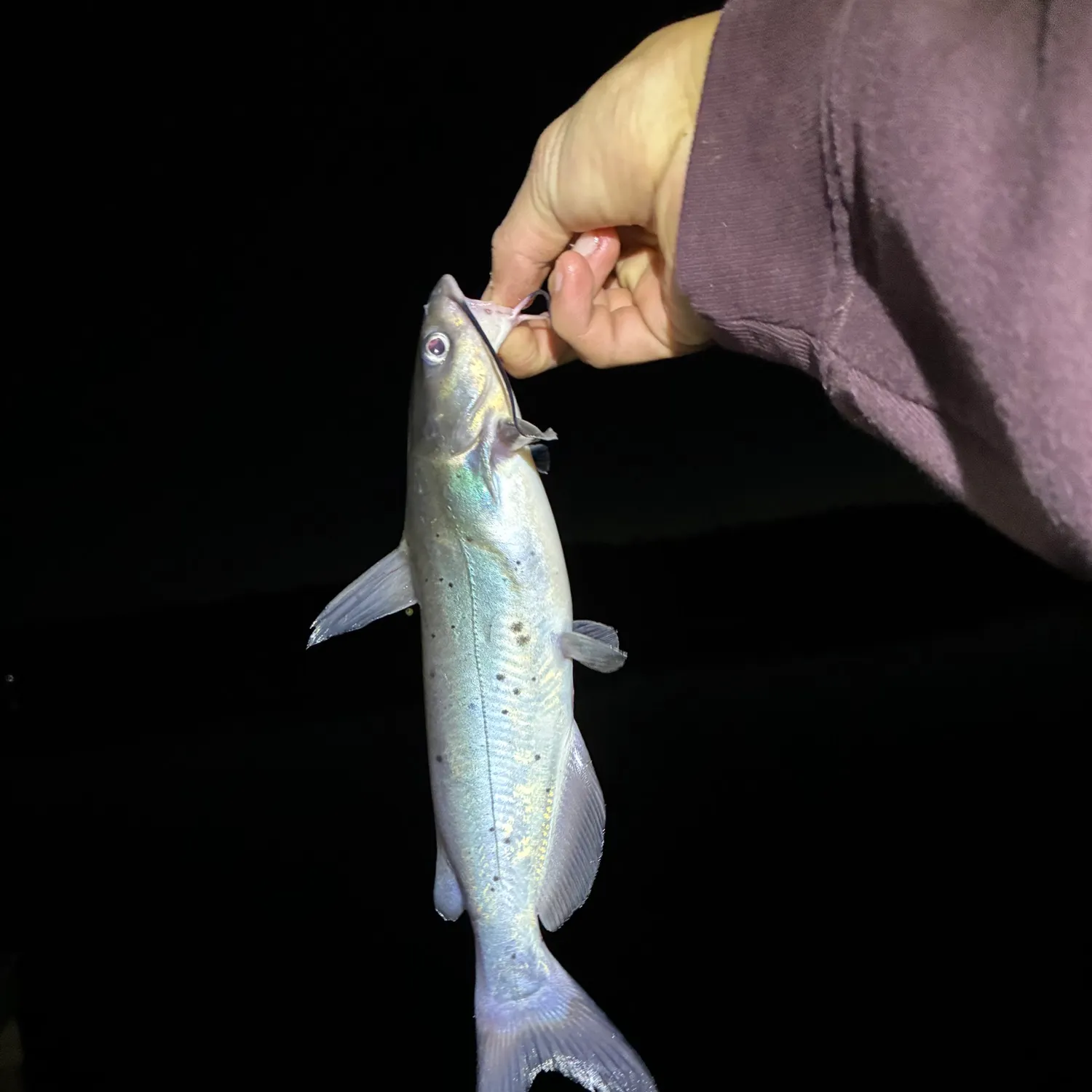 Channel catfish caught on Fishbrain