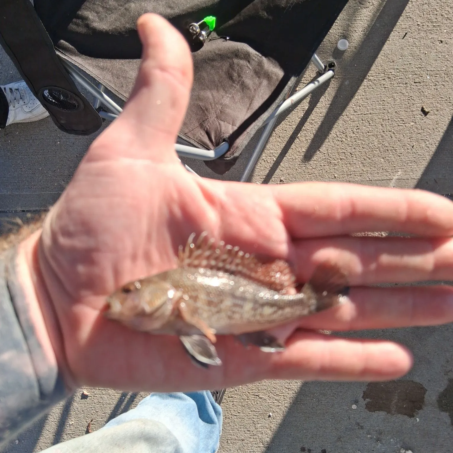 Black sea bass caught on Fishbrain