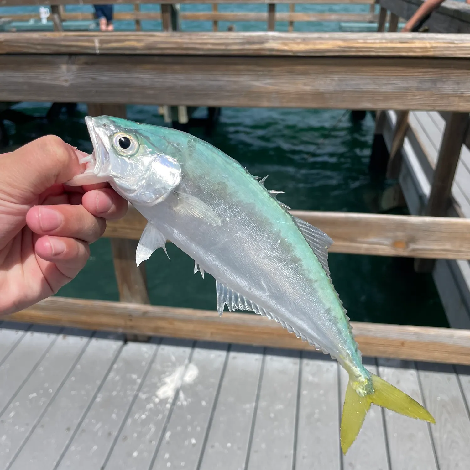 The most recent Leatherjack catches on Fishbrain