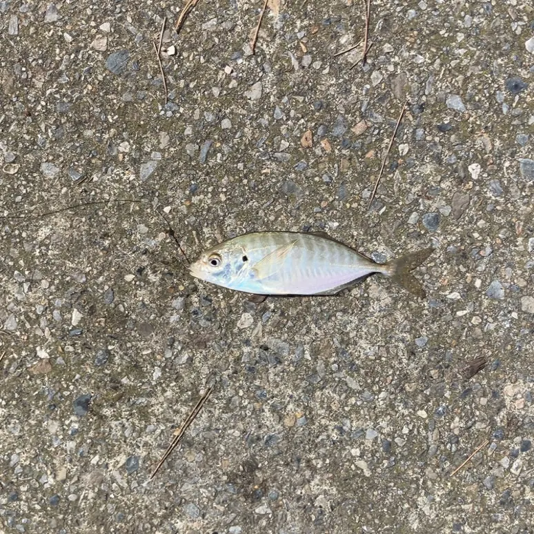 The most recent Yellowtail scad catches on Fishbrain