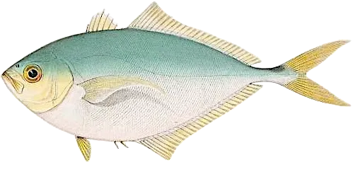 Atlantic bumper