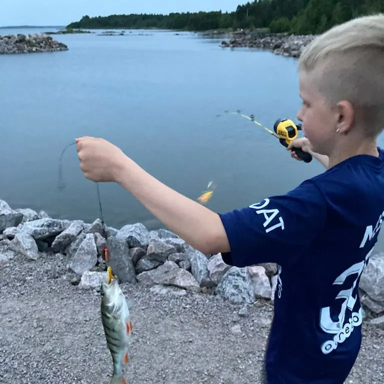 European perch caught on Fishbrain