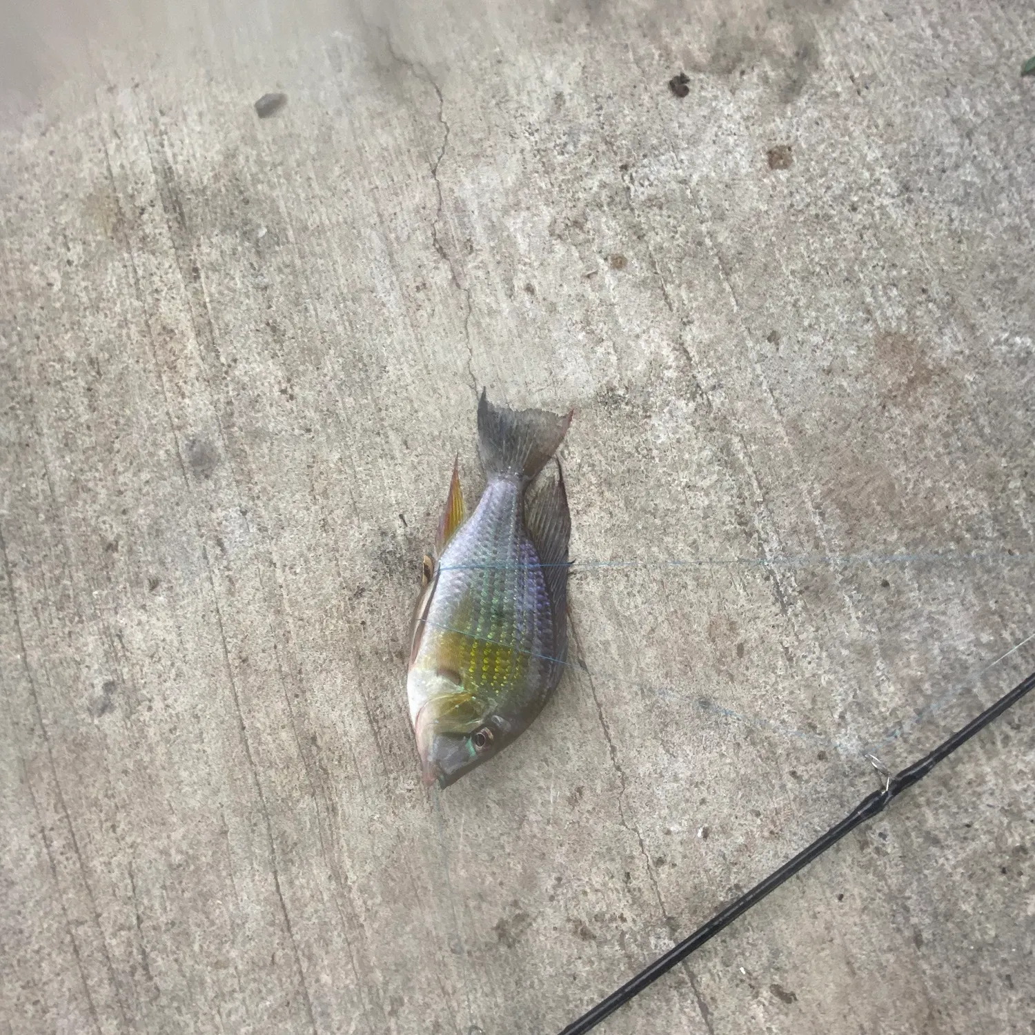 The most recent Eartheater cichlid catches on Fishbrain