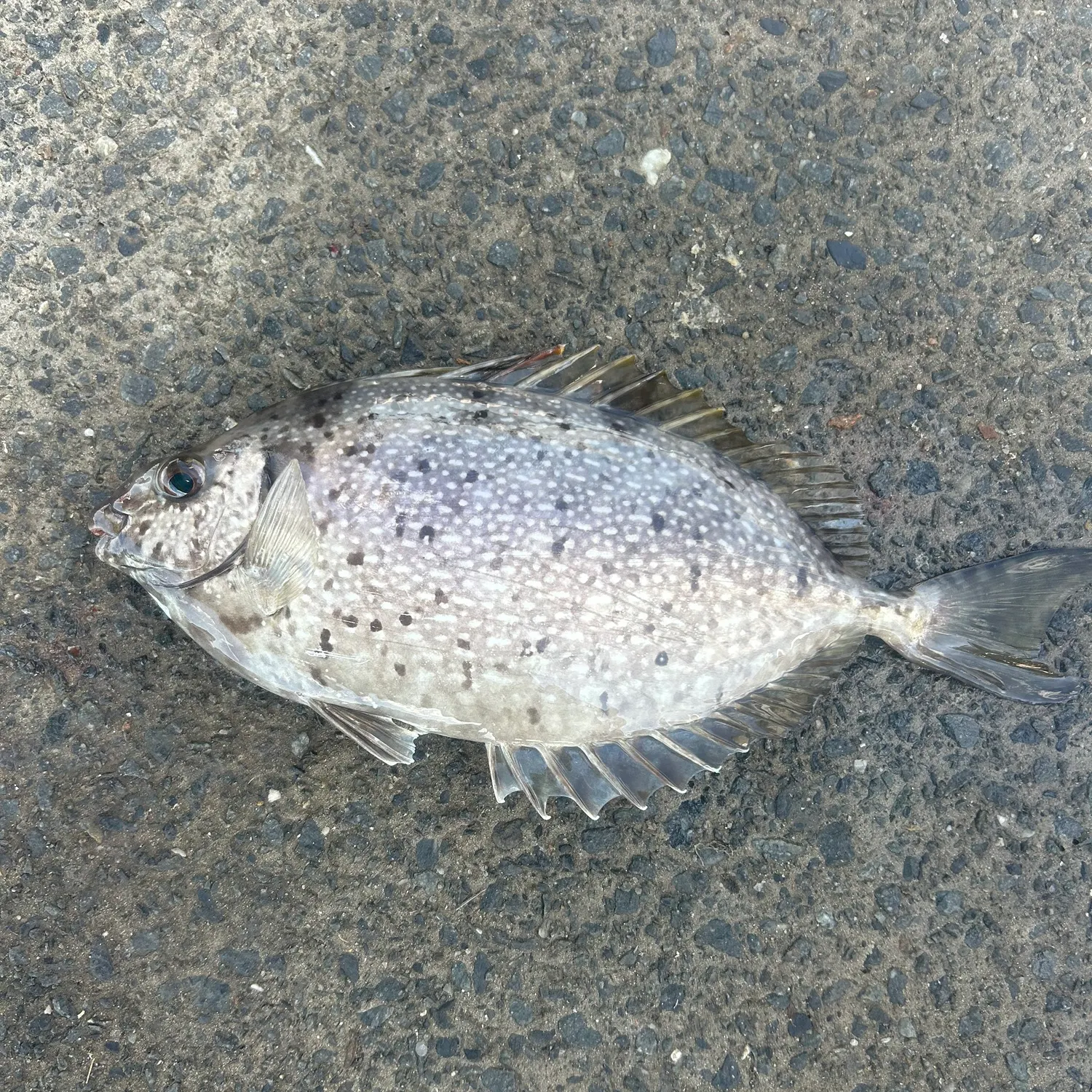 Mottled spinefoot caught on Fishbrain