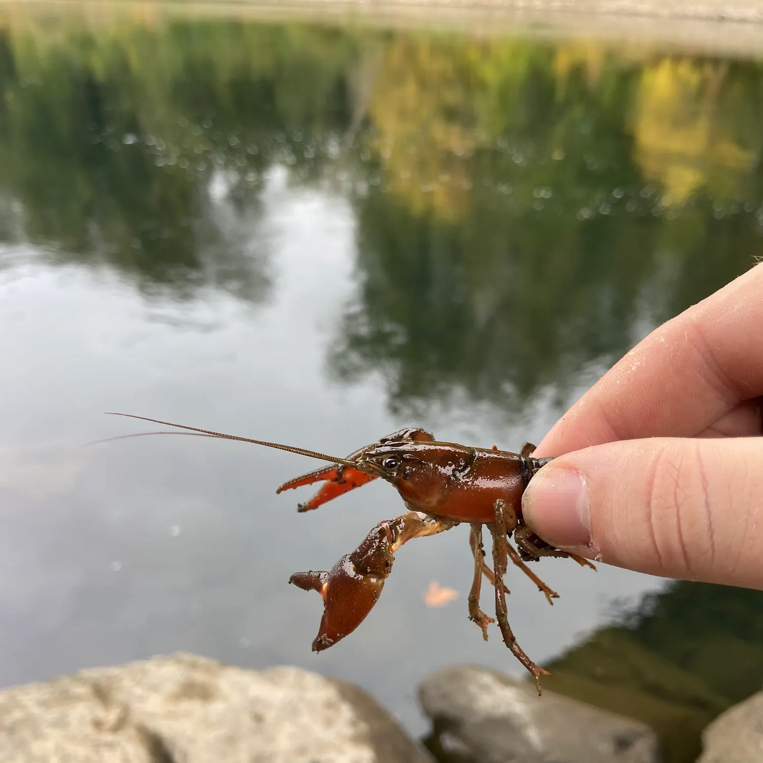 Signal crayfish caught on Fishbrain