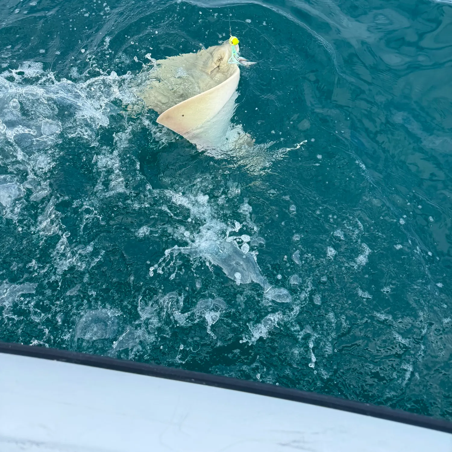 The most recent Australian butterfly ray catches on Fishbrain