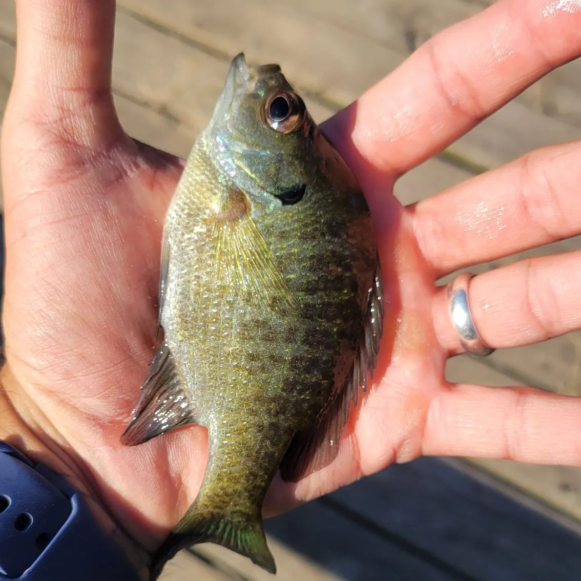 Bluegill caught on Fishbrain