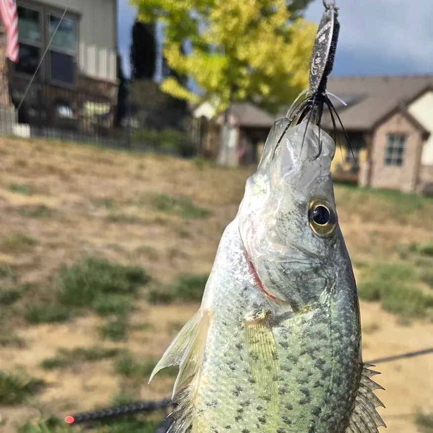 Black crappie caught on Fishbrain