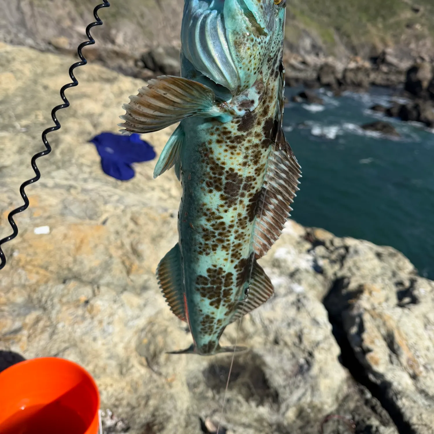 The most recent Lingcod catches on Fishbrain