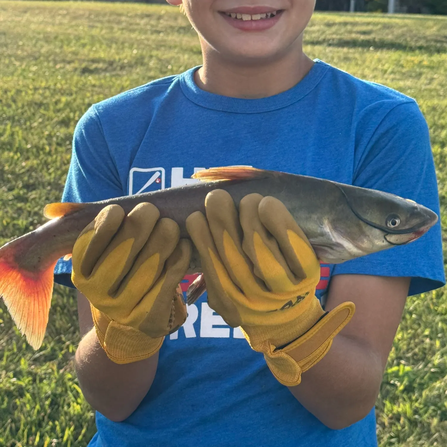 Channel catfish caught on Fishbrain