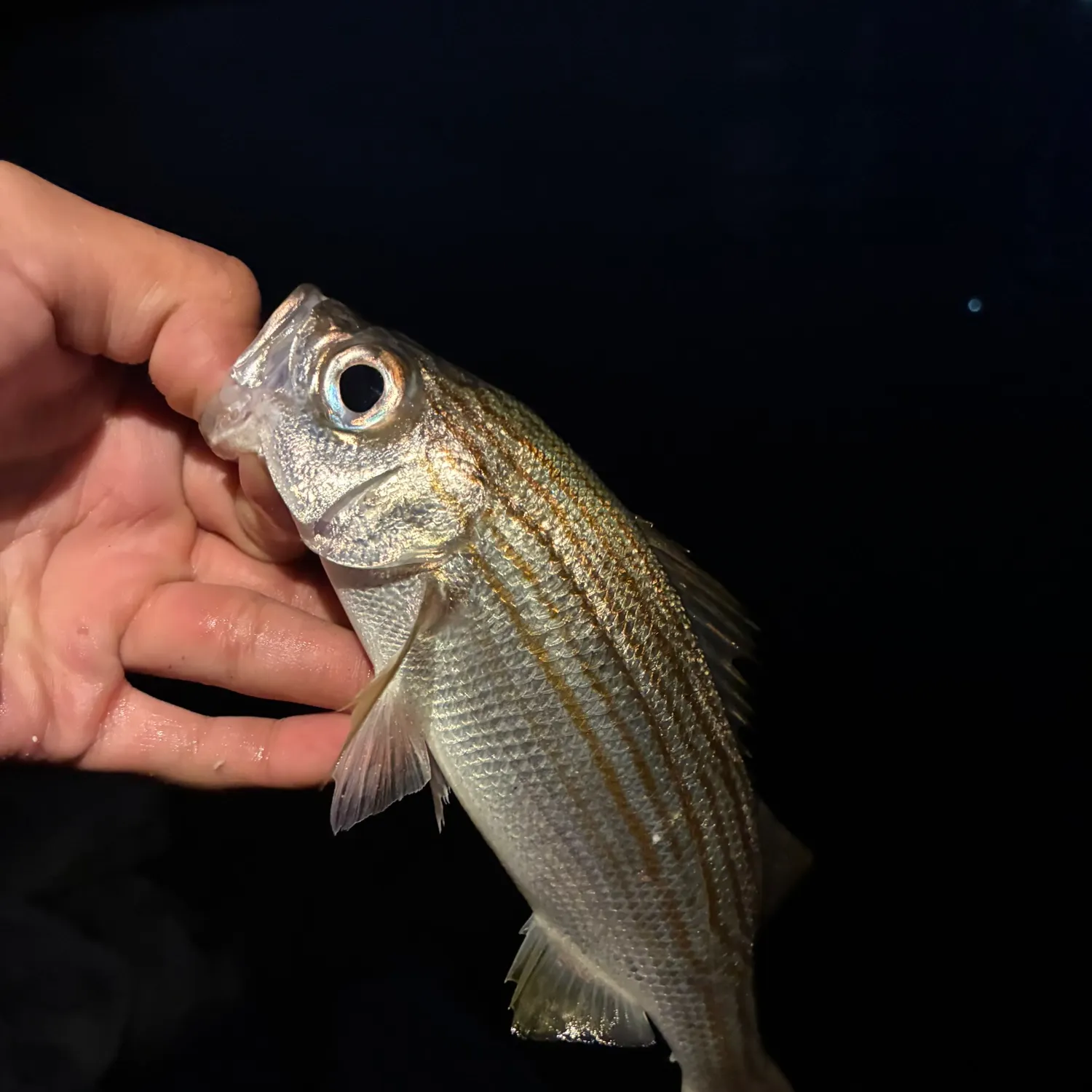 Salema porgy caught on Fishbrain