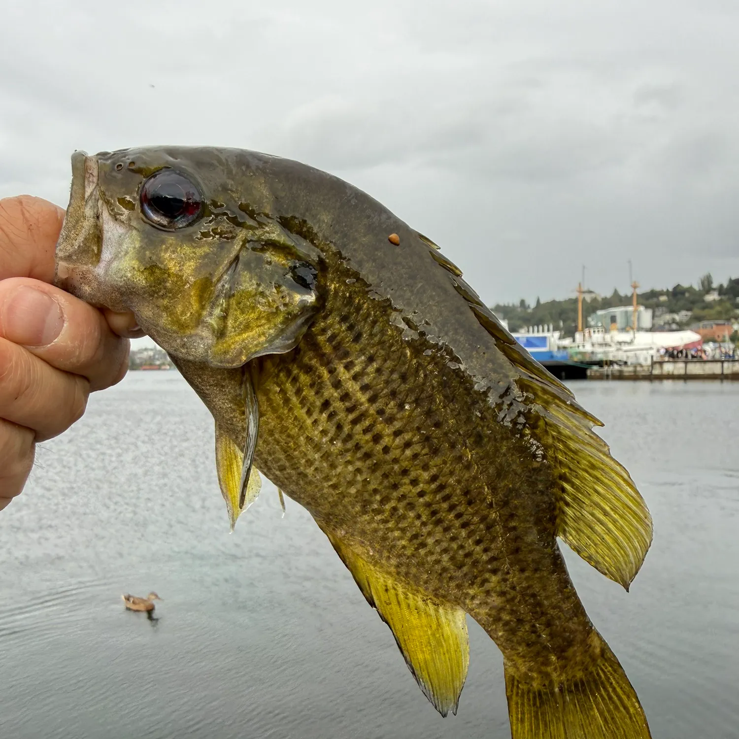 Rock bass caught on Fishbrain