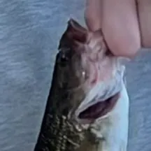 Spotted bass caught on Fishbrain