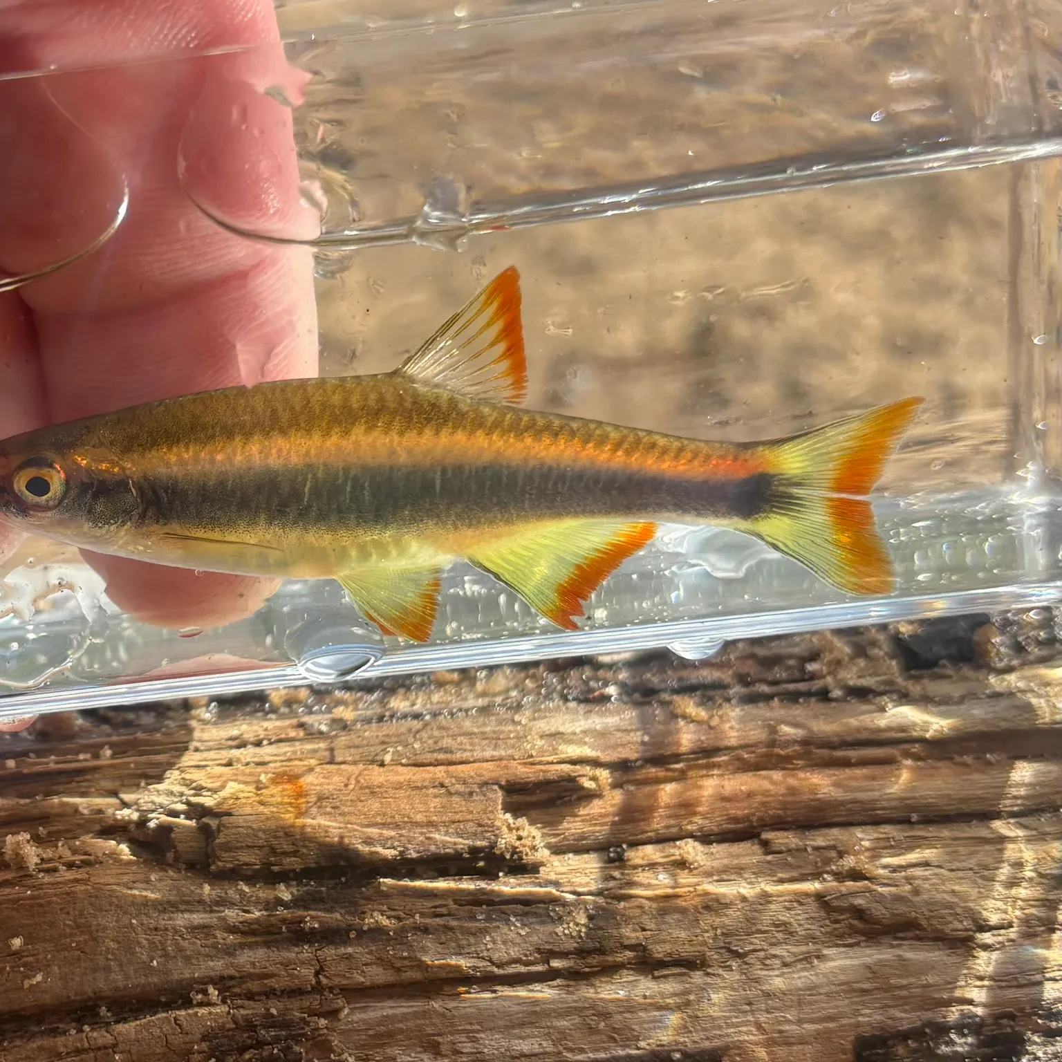 The most recent Flagfin shiner catches on Fishbrain