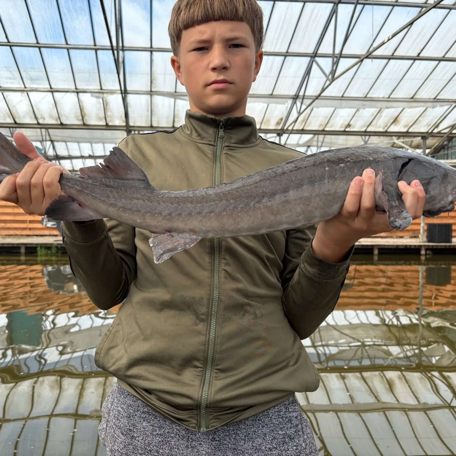 Siberian sturgeon caught on Fishbrain