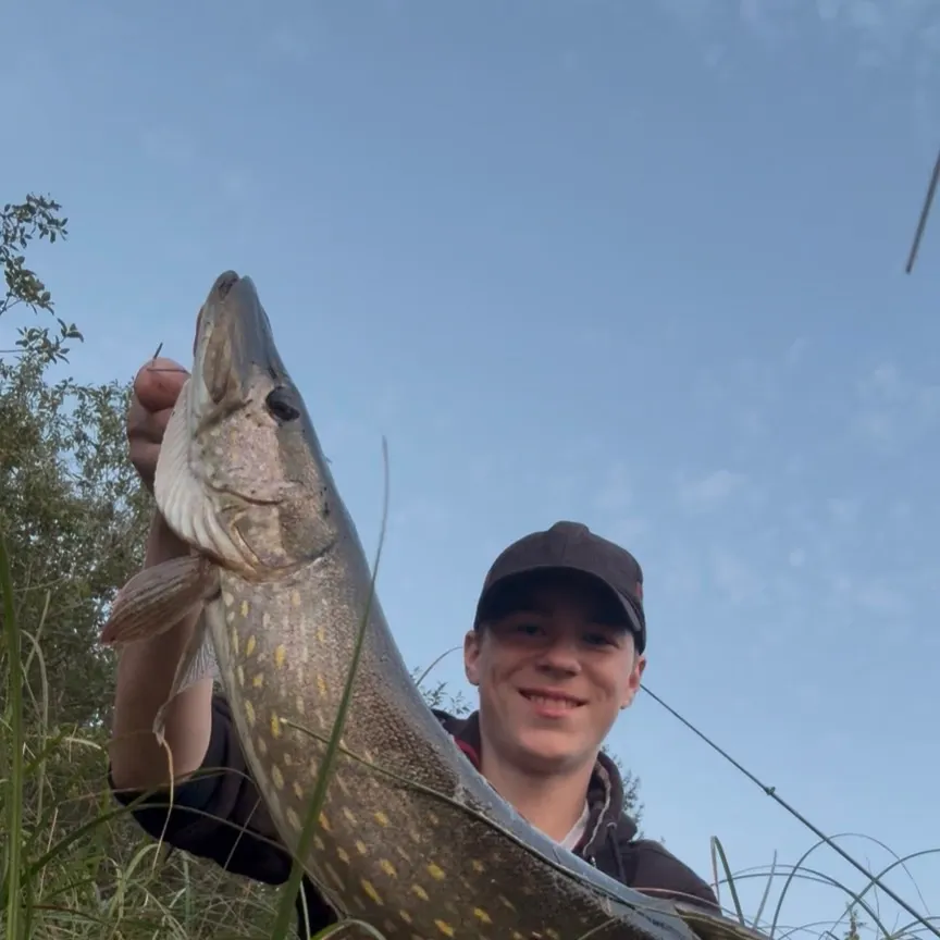 Northern pike caught on Fishbrain