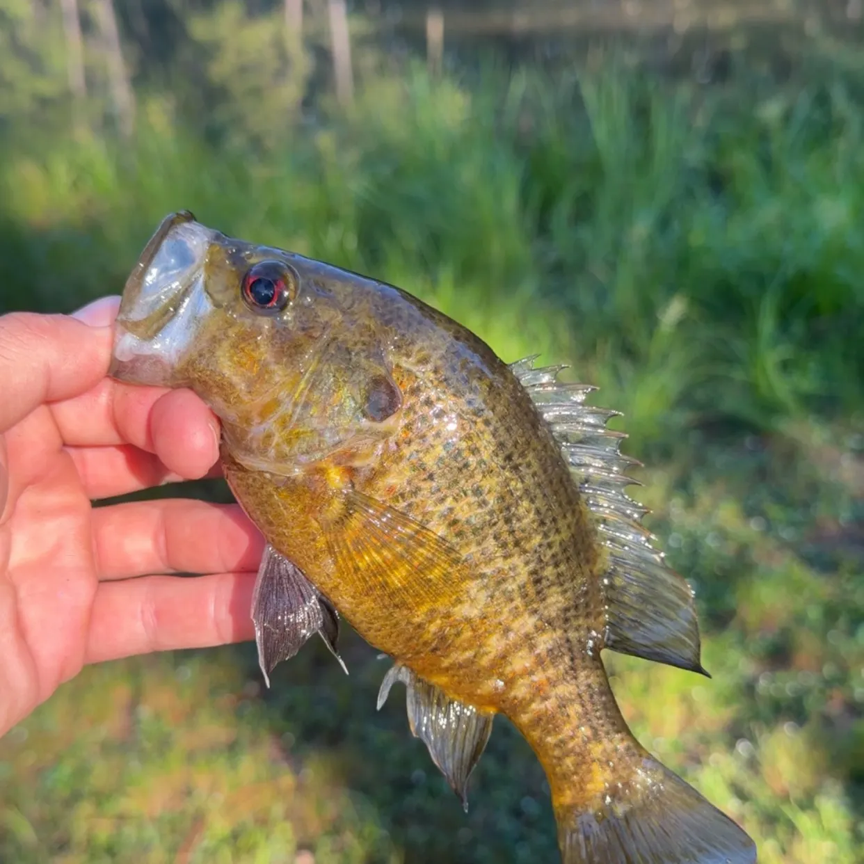 Warmouth caught on Fishbrain