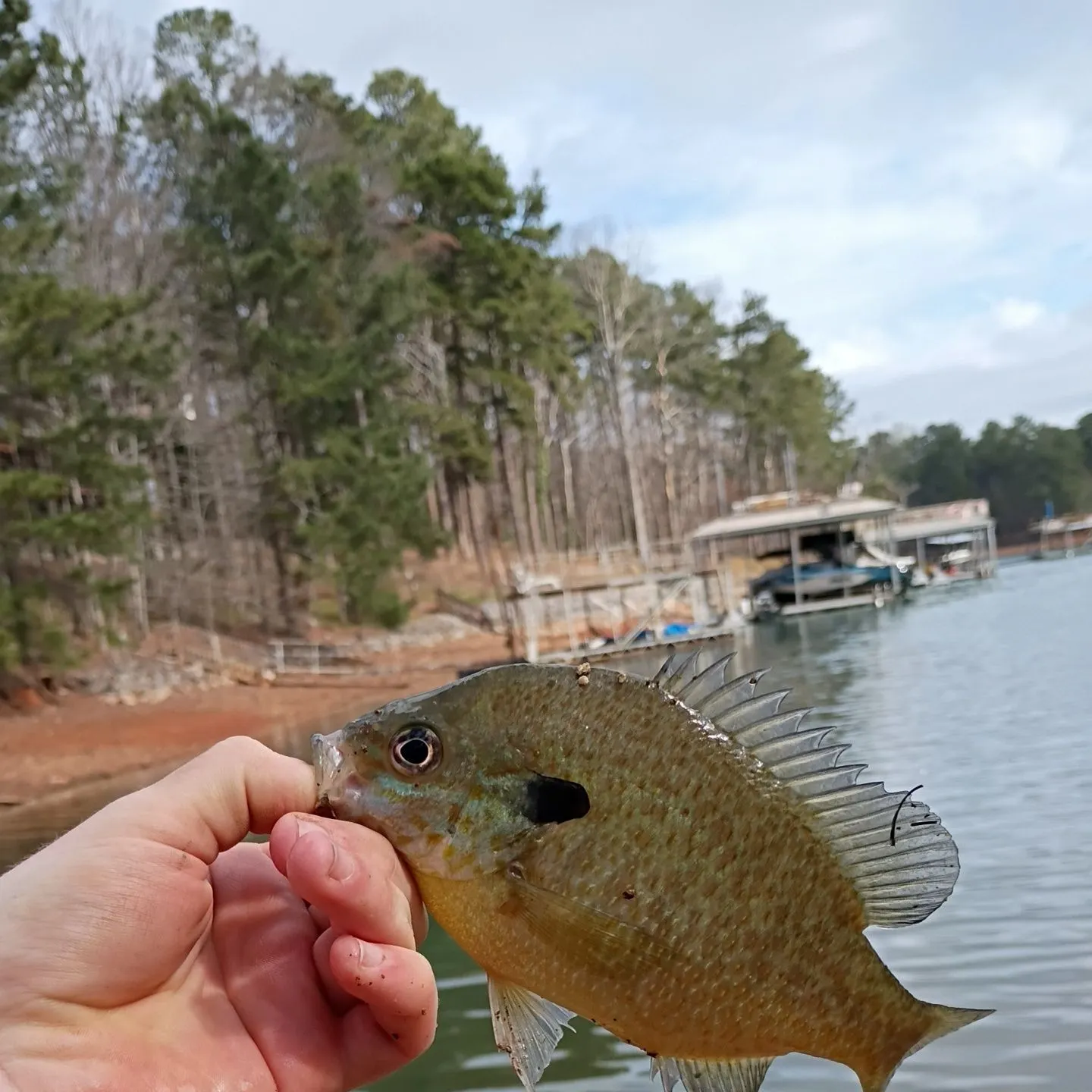 The most recent Redear x bluegill catches on Fishbrain