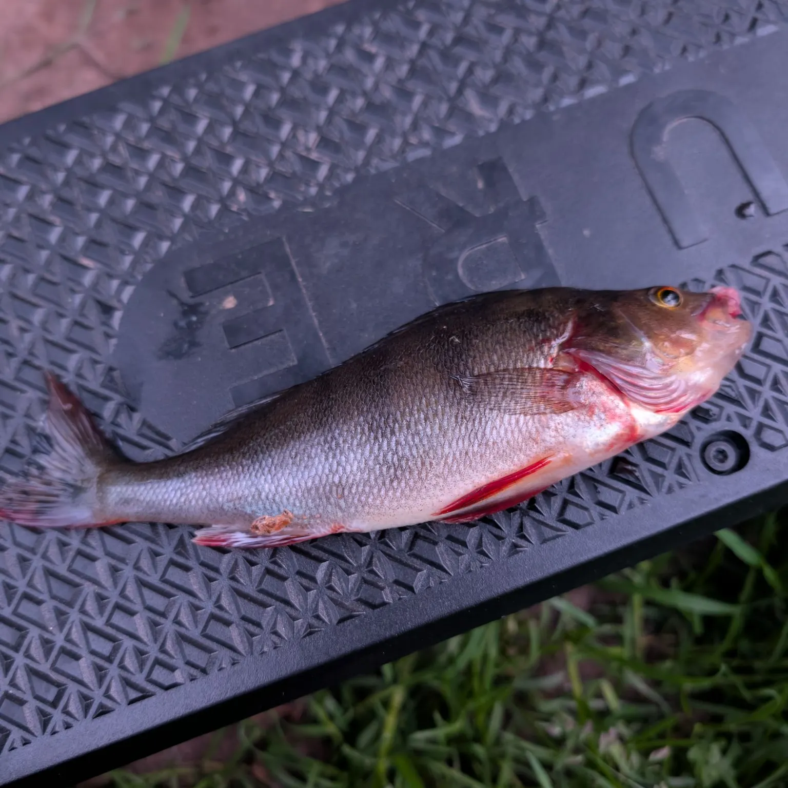 The most recent Pink salmon catches on Fishbrain