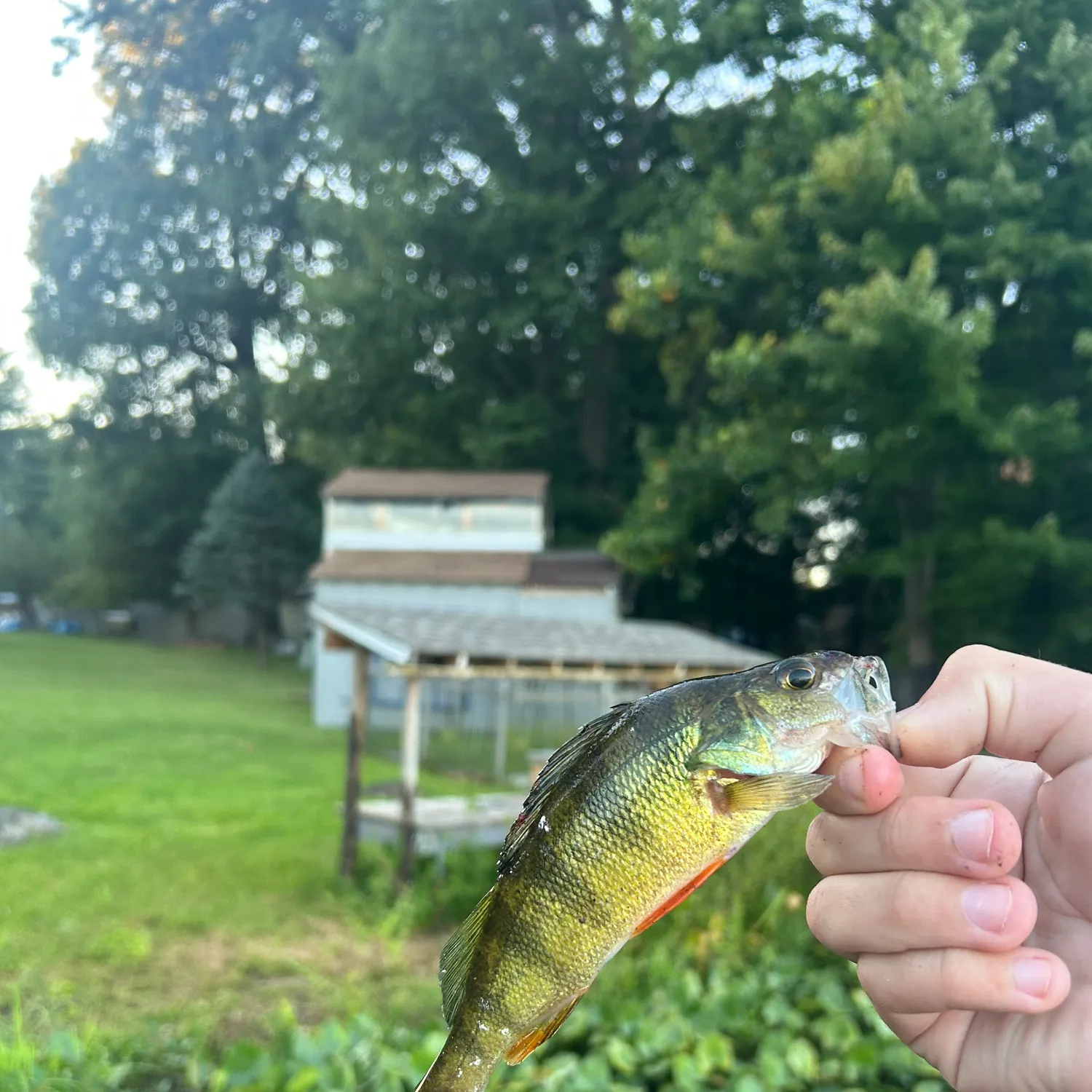 Yellow perch caught on Fishbrain