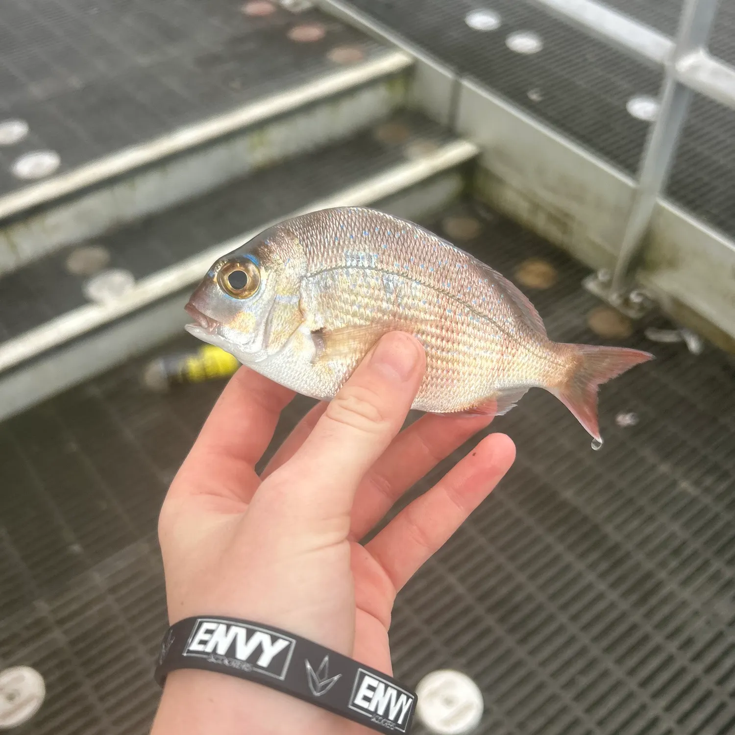 The most recent Australasian snapper catches on Fishbrain