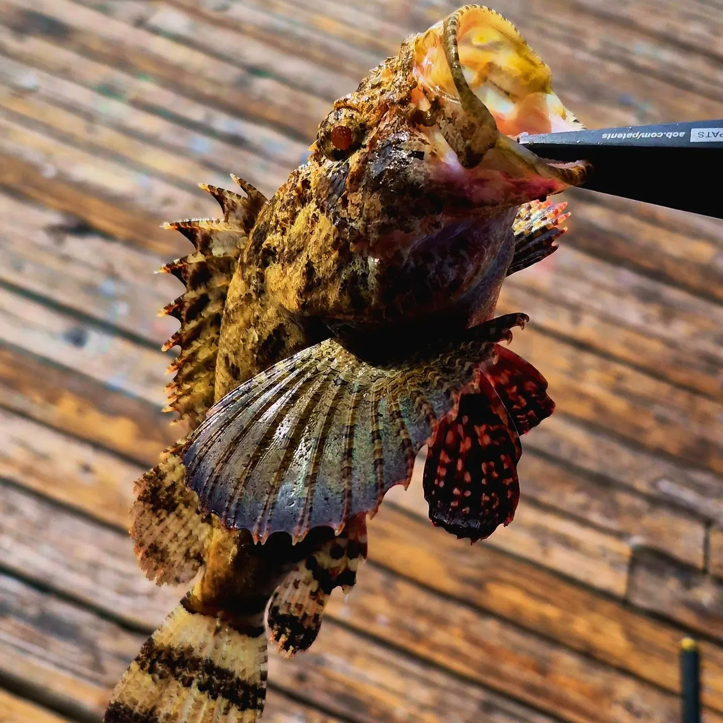 The most recent Spotted scorpionfish catches on Fishbrain