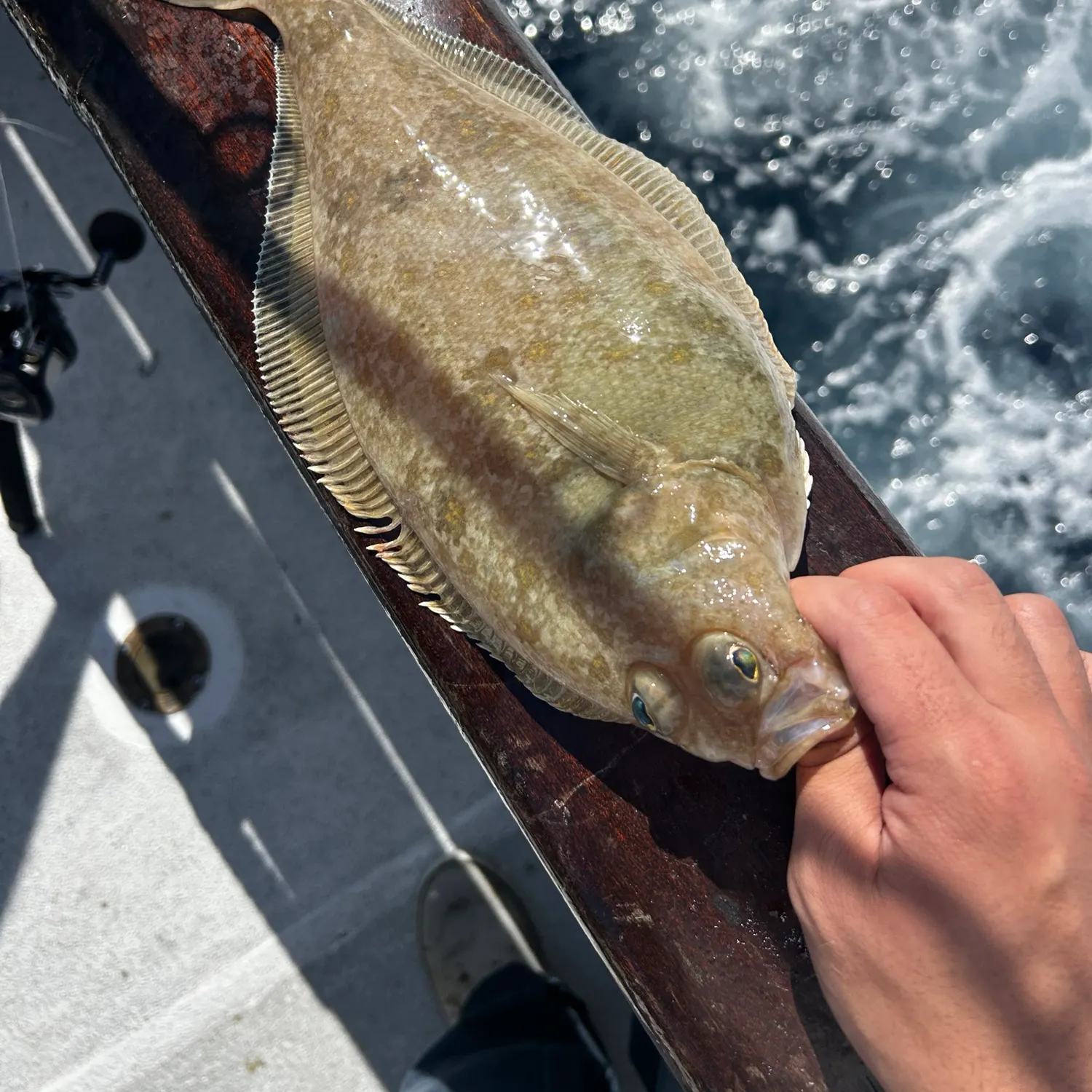 The most recent Pacific sanddab catches on Fishbrain
