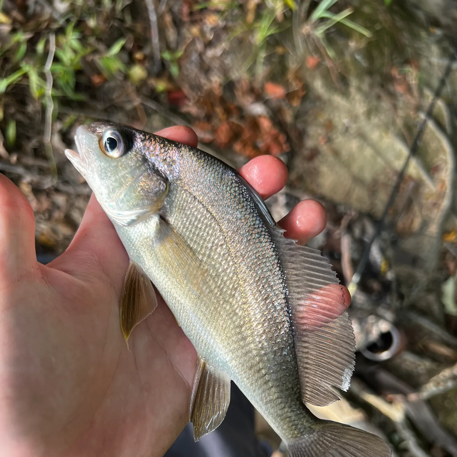 Freshwater drum caught on Fishbrain
