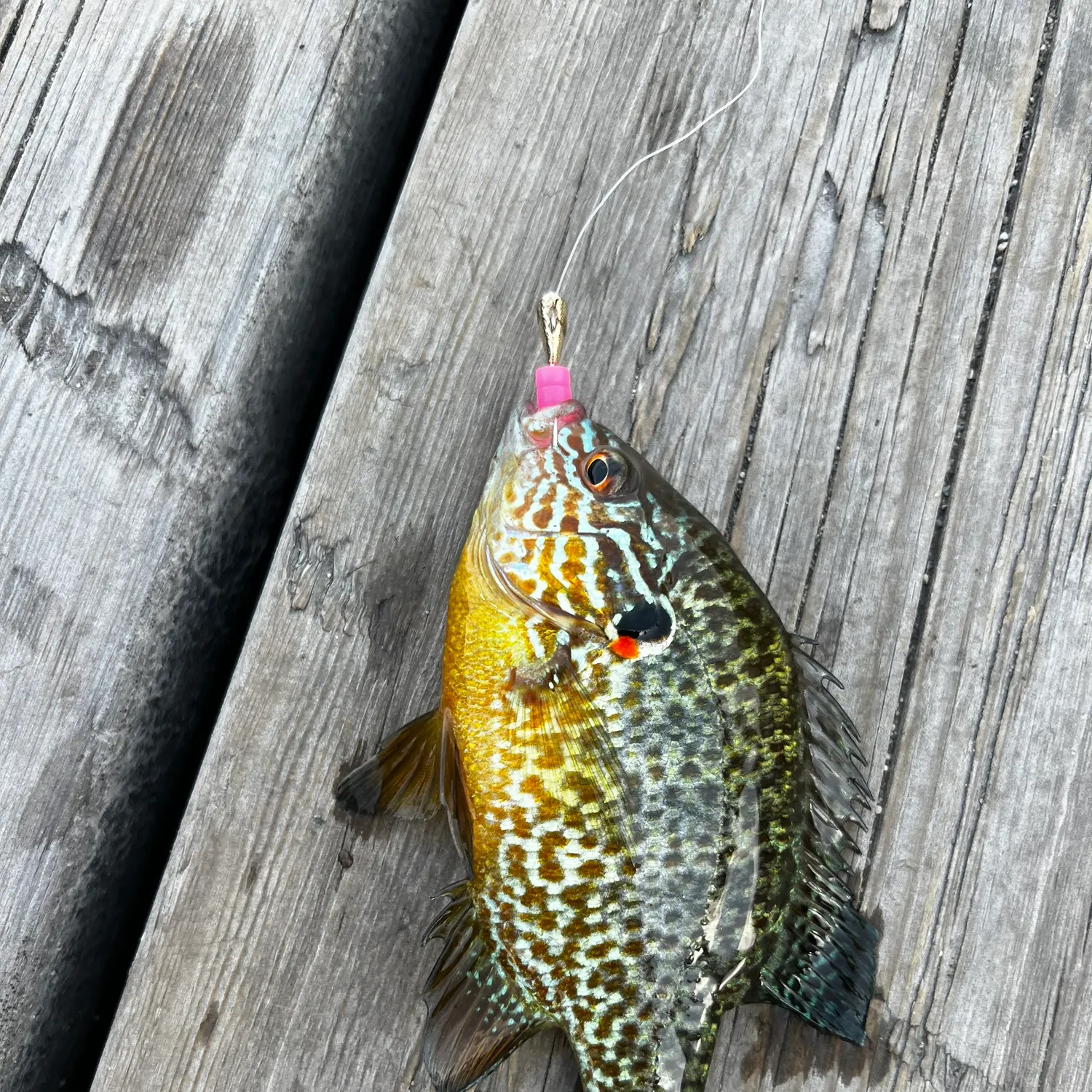recently logged catches