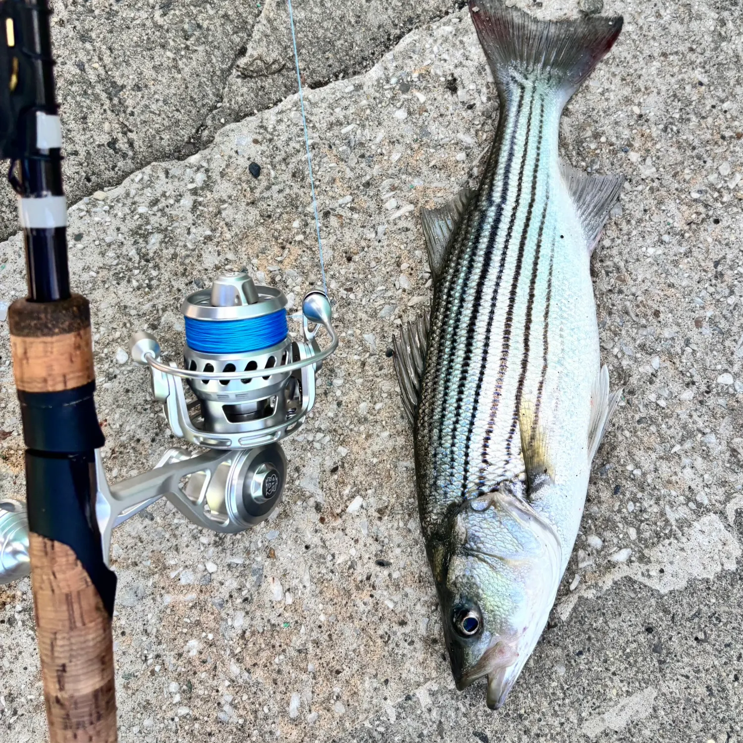 Striped bass caught on Fishbrain