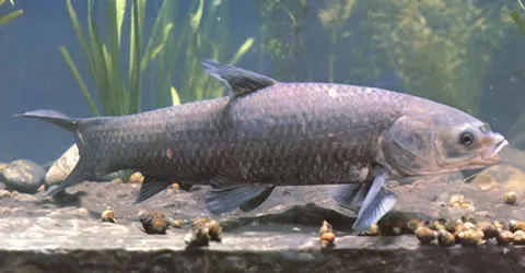 Black carp