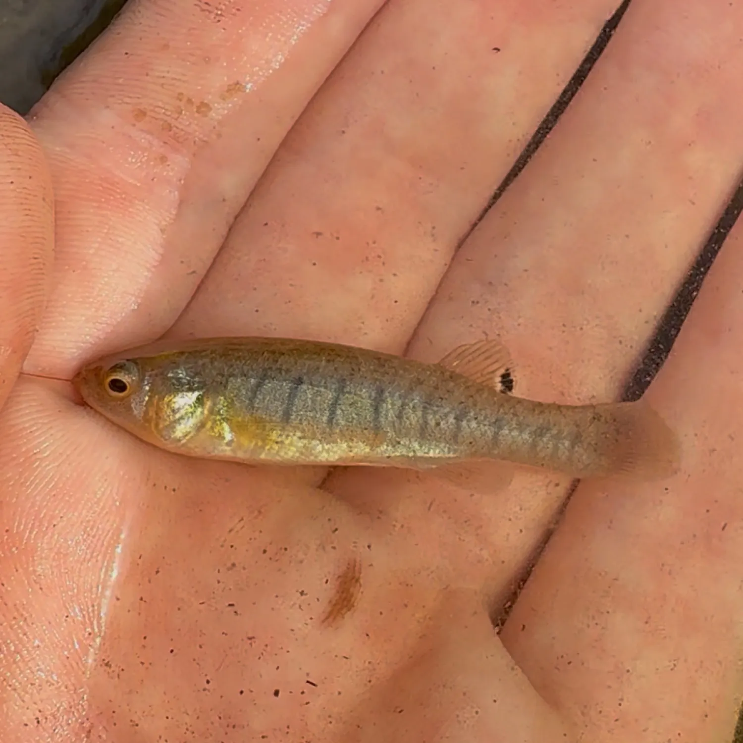 The most recent Marsh killifish catches on Fishbrain
