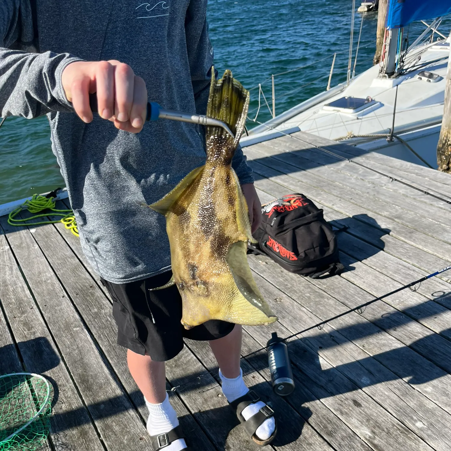 The most recent Fan-bellied leatherjacket catches on Fishbrain