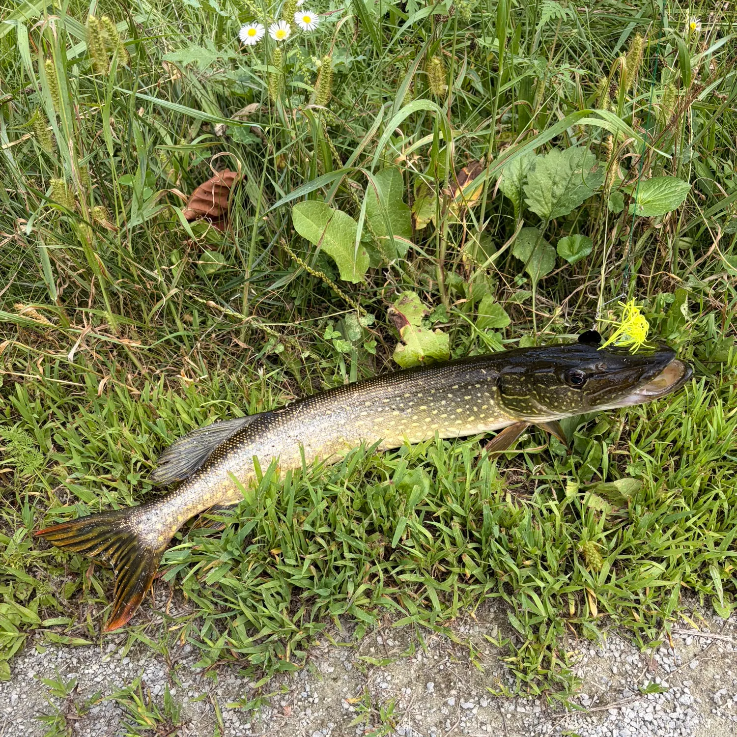 Northern pike caught on Fishbrain