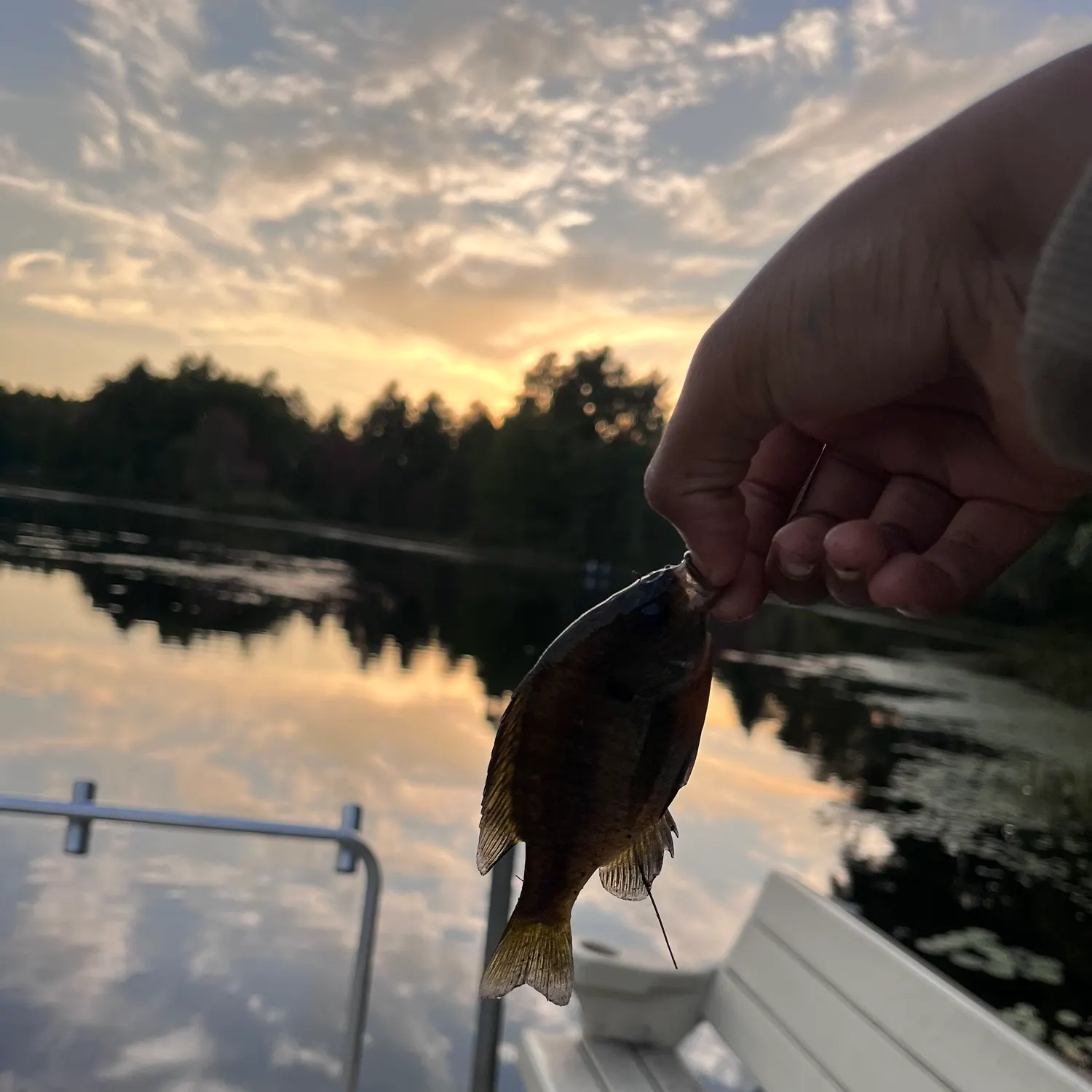 Bluegill caught on Fishbrain