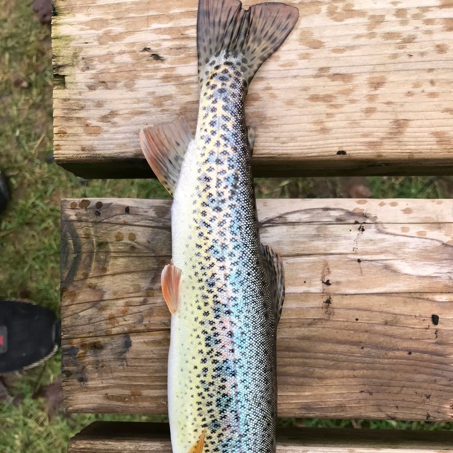 Rainbow trout caught on Fishbrain