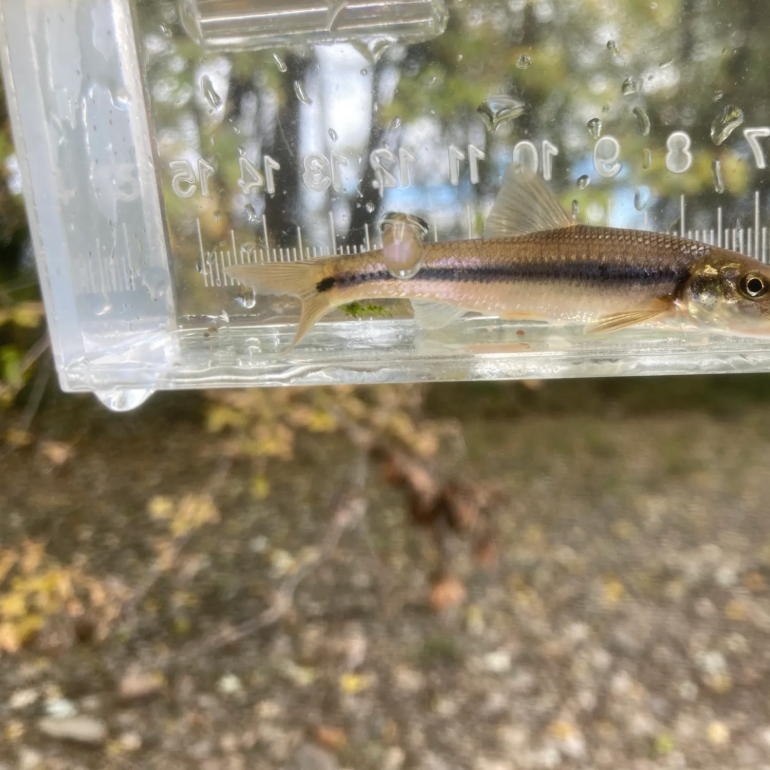 The most recent Suckermouth minnow catches on Fishbrain