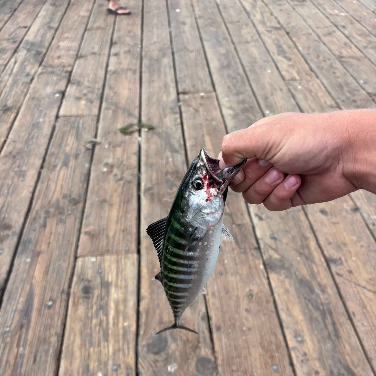 The most recent Pacific bonito catches on Fishbrain