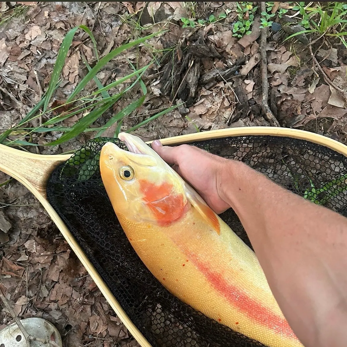 The most recent Golden rainbow trout catches on Fishbrain