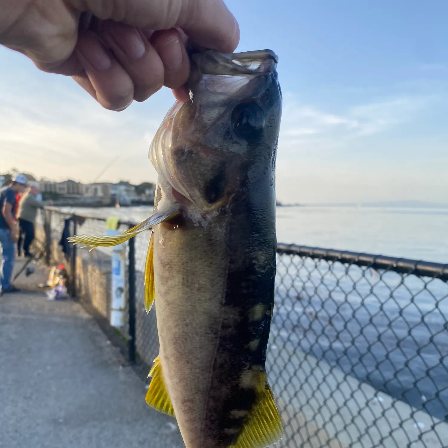 The most recent Olive rockfish catches on Fishbrain