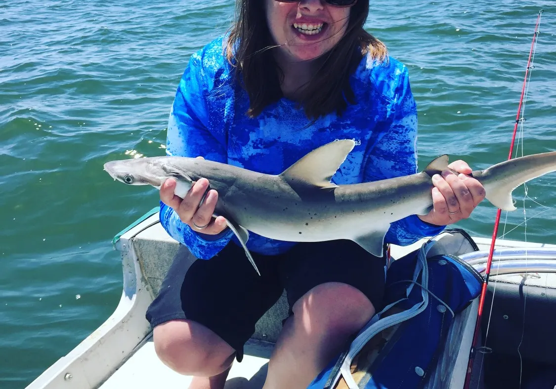 Bonnethead shark