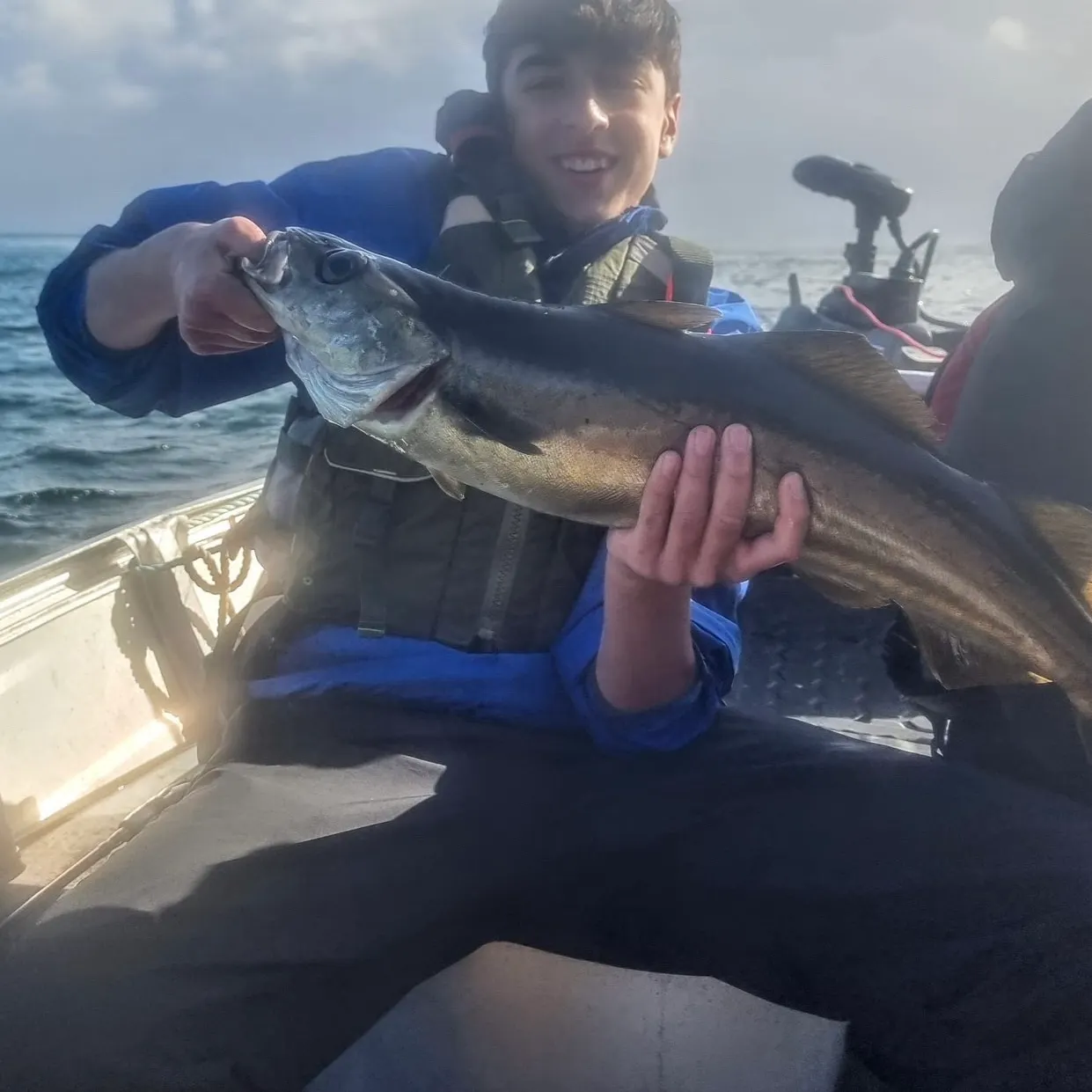 Atlantic pollock caught on Fishbrain