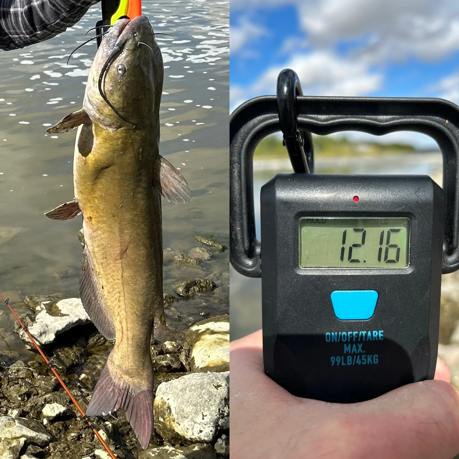 Channel catfish caught on Fishbrain