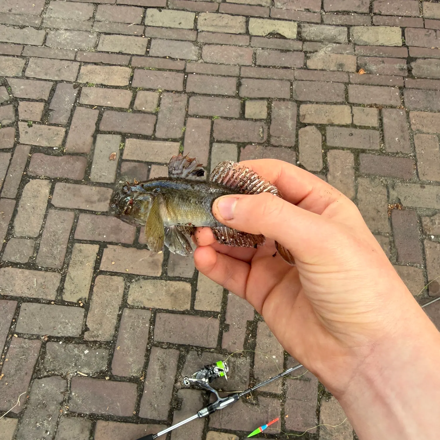 Round goby caught on Fishbrain