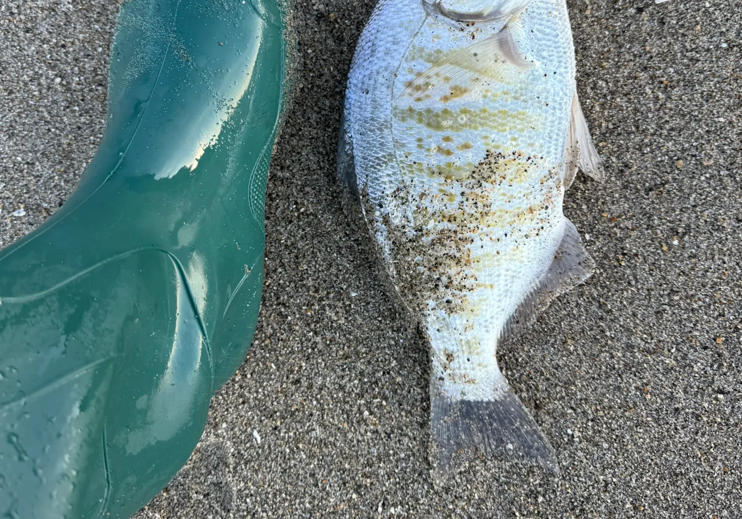 Barred surfperch