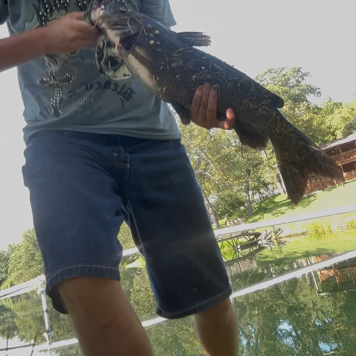 Channel catfish caught on Fishbrain