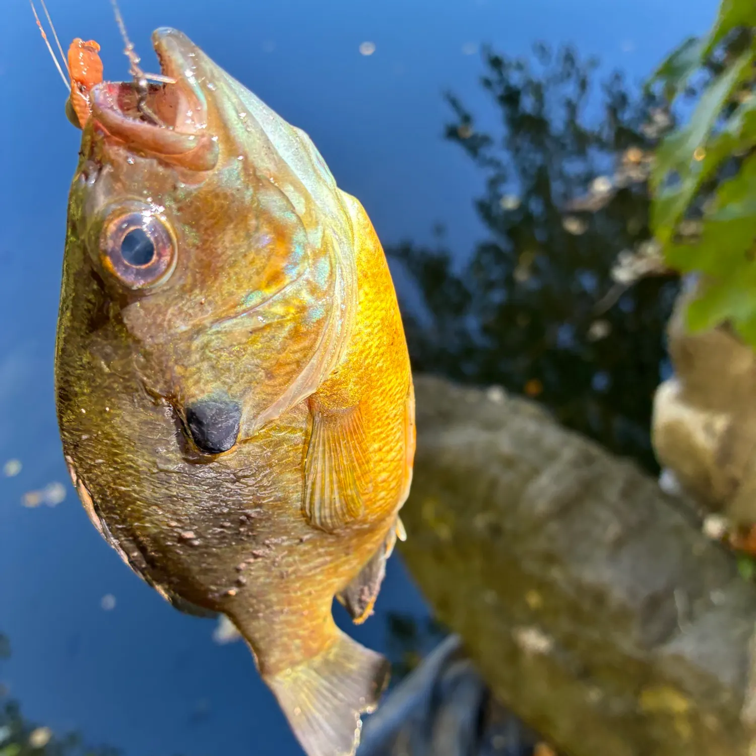The most recent Orangespotted sunfish catches on Fishbrain