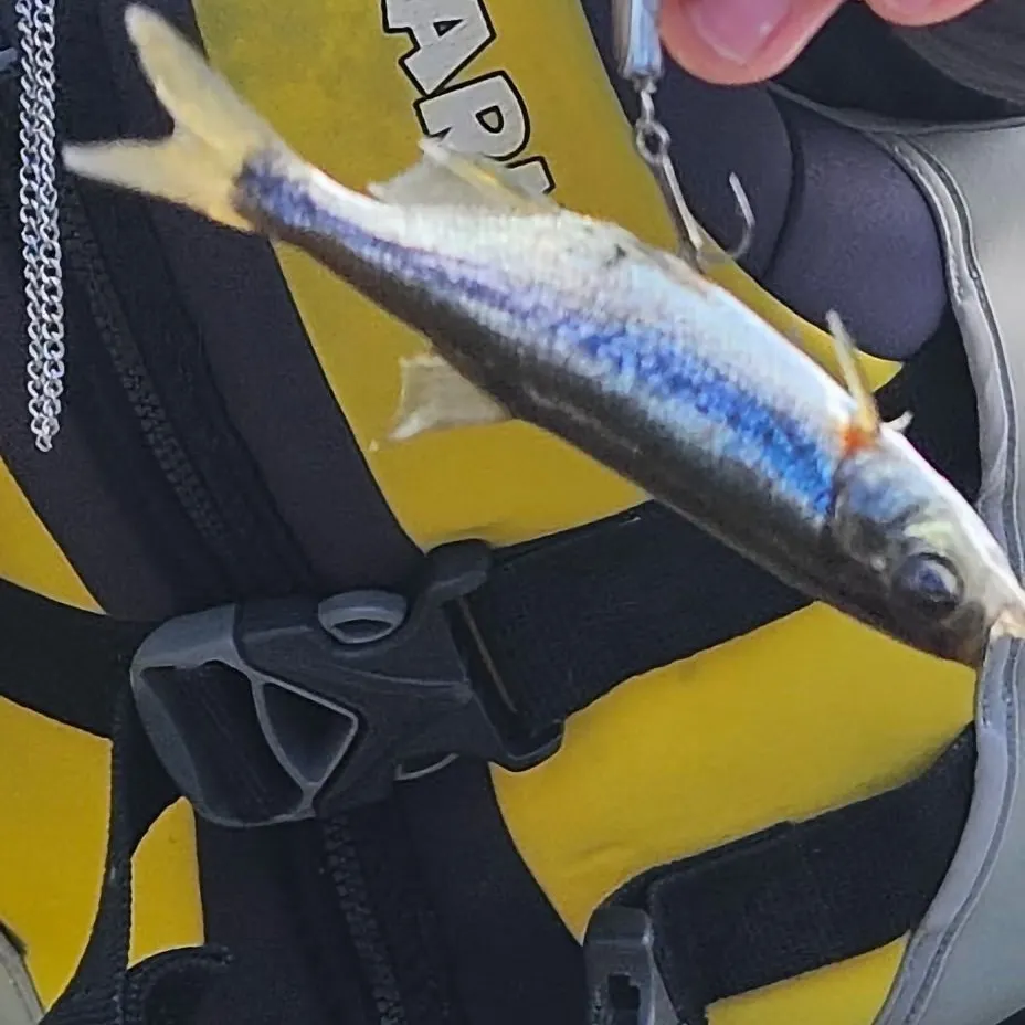 Redside shiner caught on Fishbrain